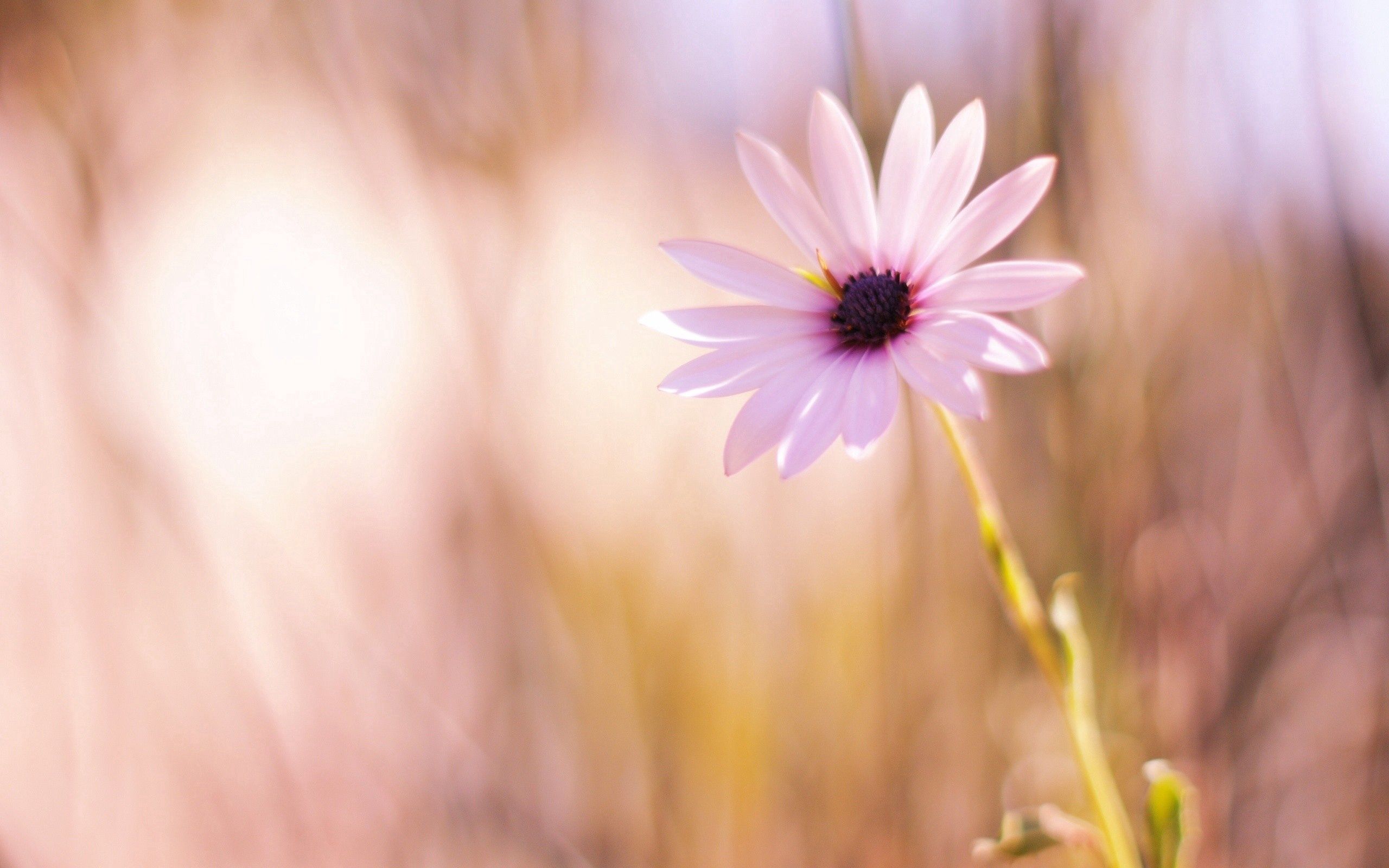 147877 télécharger le fond d'écran fleur, macro, éblouissement, éclat, pétales, graissé, enduit - économiseurs d'écran et images gratuitement