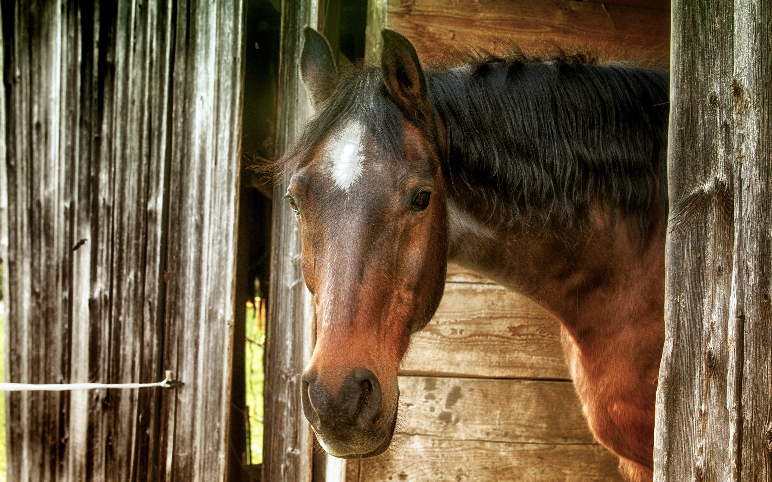 573936 Fondos de pantalla e Caballo imágenes en el escritorio. Descarga protectores de pantalla  en tu PC gratis