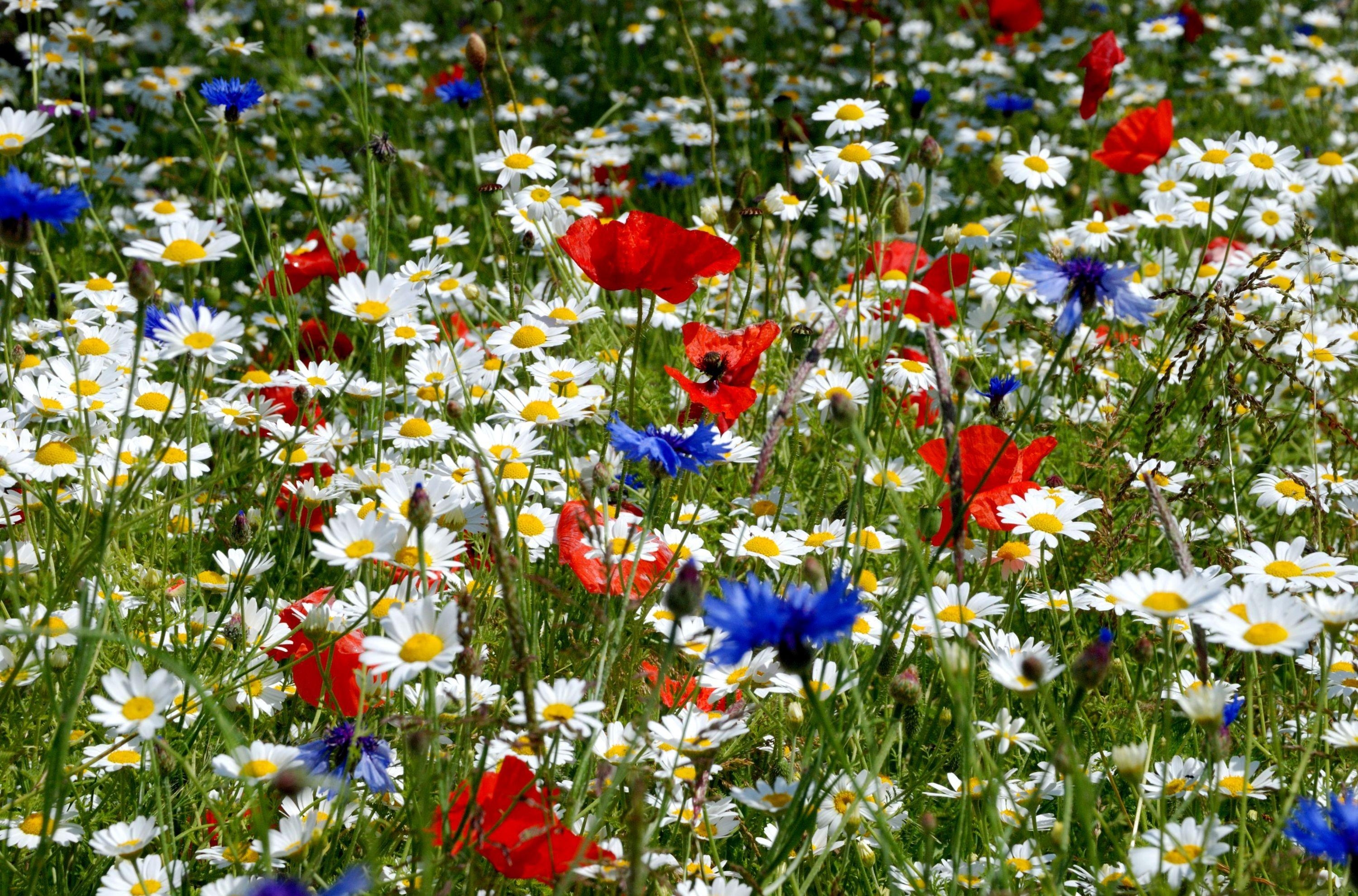 51541 économiseurs d'écran et fonds d'écran Fleurs sur votre téléphone. Téléchargez  images gratuitement