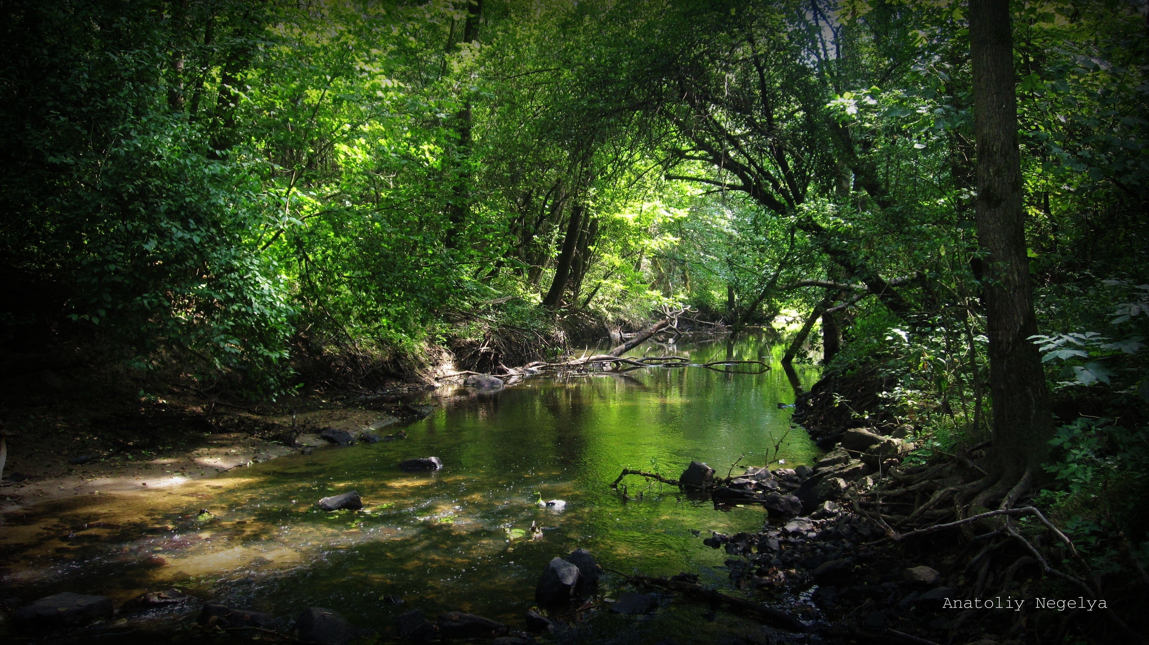 147247 télécharger l'image forêt, rivières, nature, noyaux, fourrés, fourré, anatoliy negelya - fonds d'écran et économiseurs d'écran gratuits