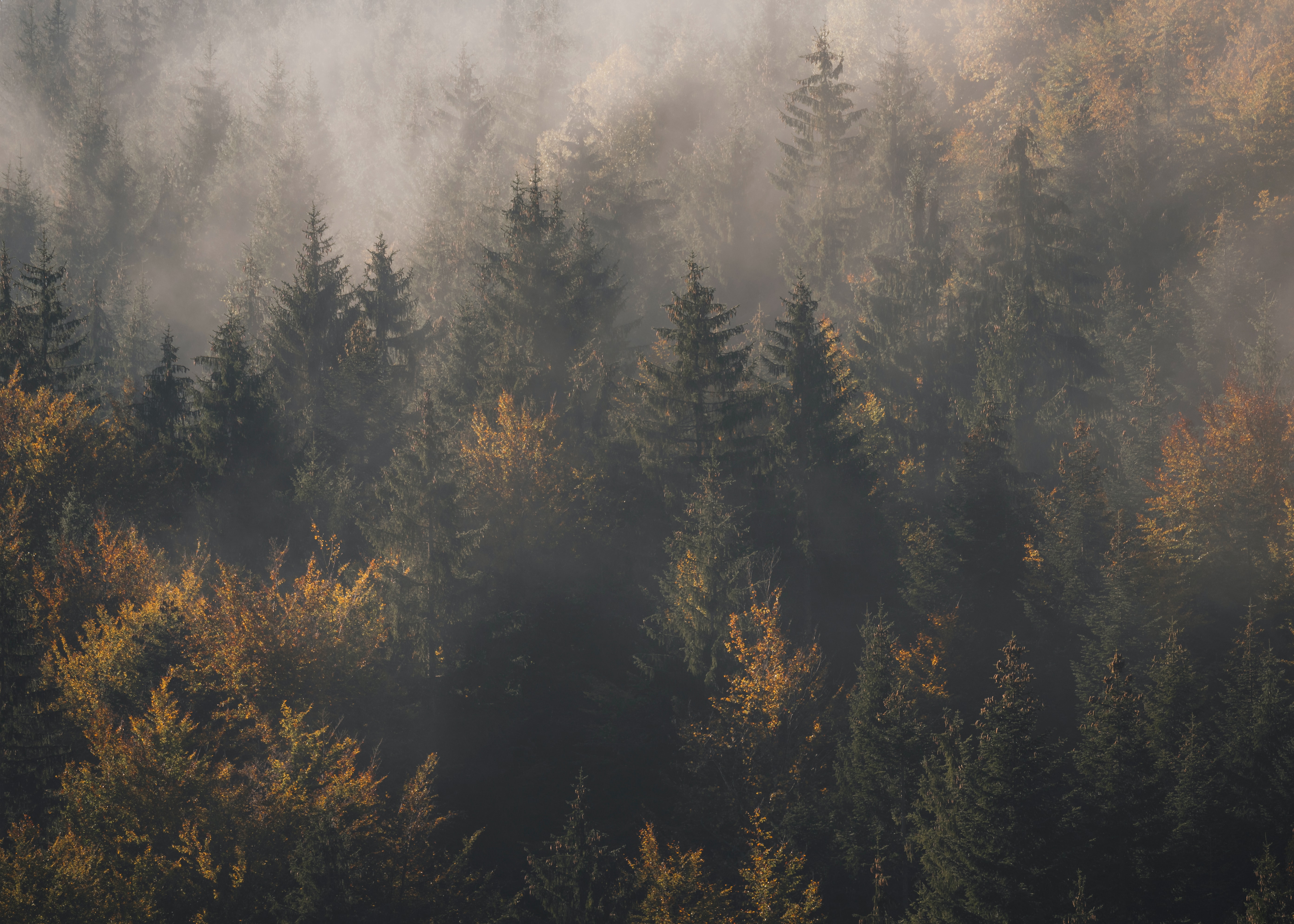 147774 télécharger l'image forêt, nature, arbres, pin, vue d'en haut, vue d’en haut, brouillard - fonds d'écran et économiseurs d'écran gratuits