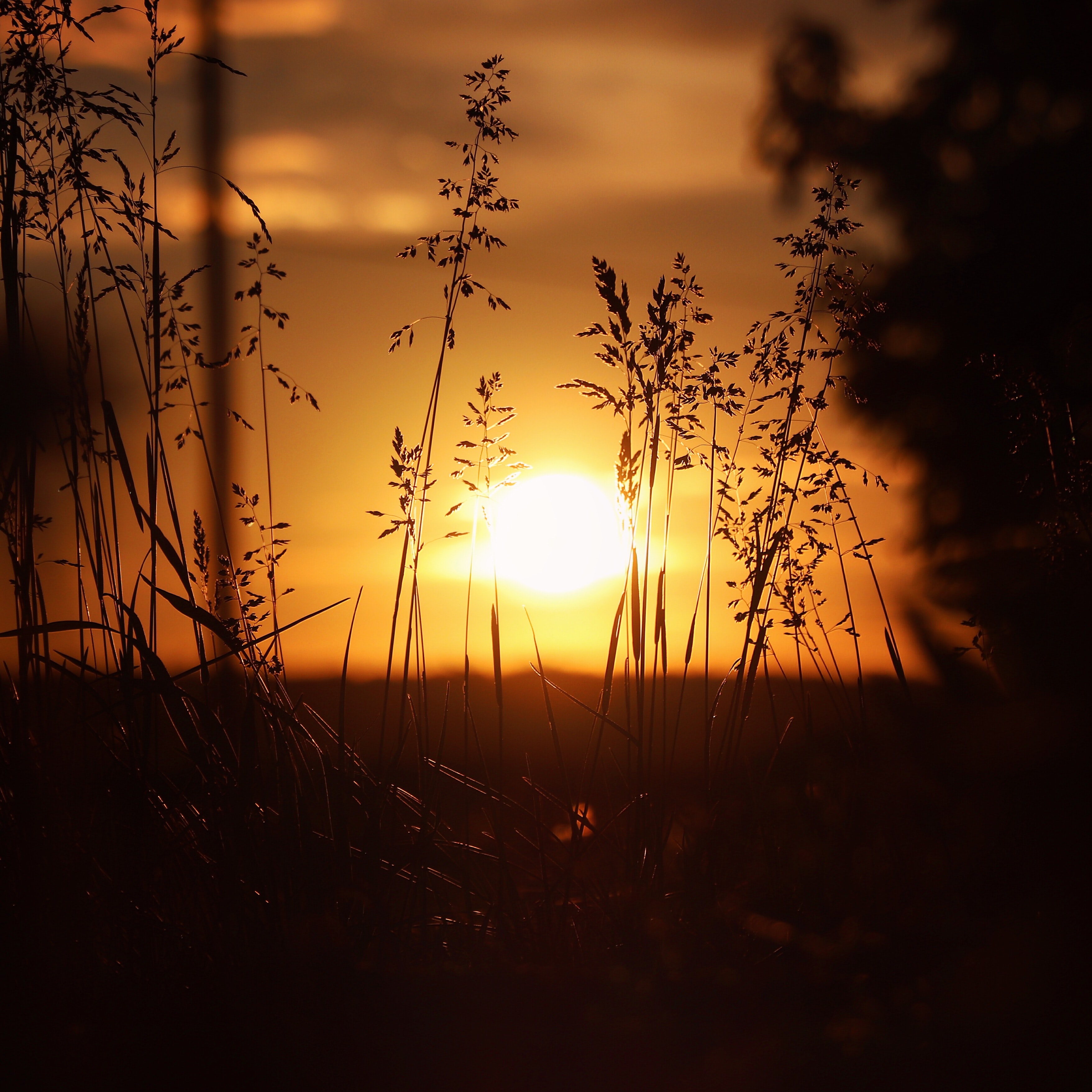 139016 télécharger l'image coucher de soleil, nature, herbe, sun, oreilles, chaussures à pointes - fonds d'écran et économiseurs d'écran gratuits