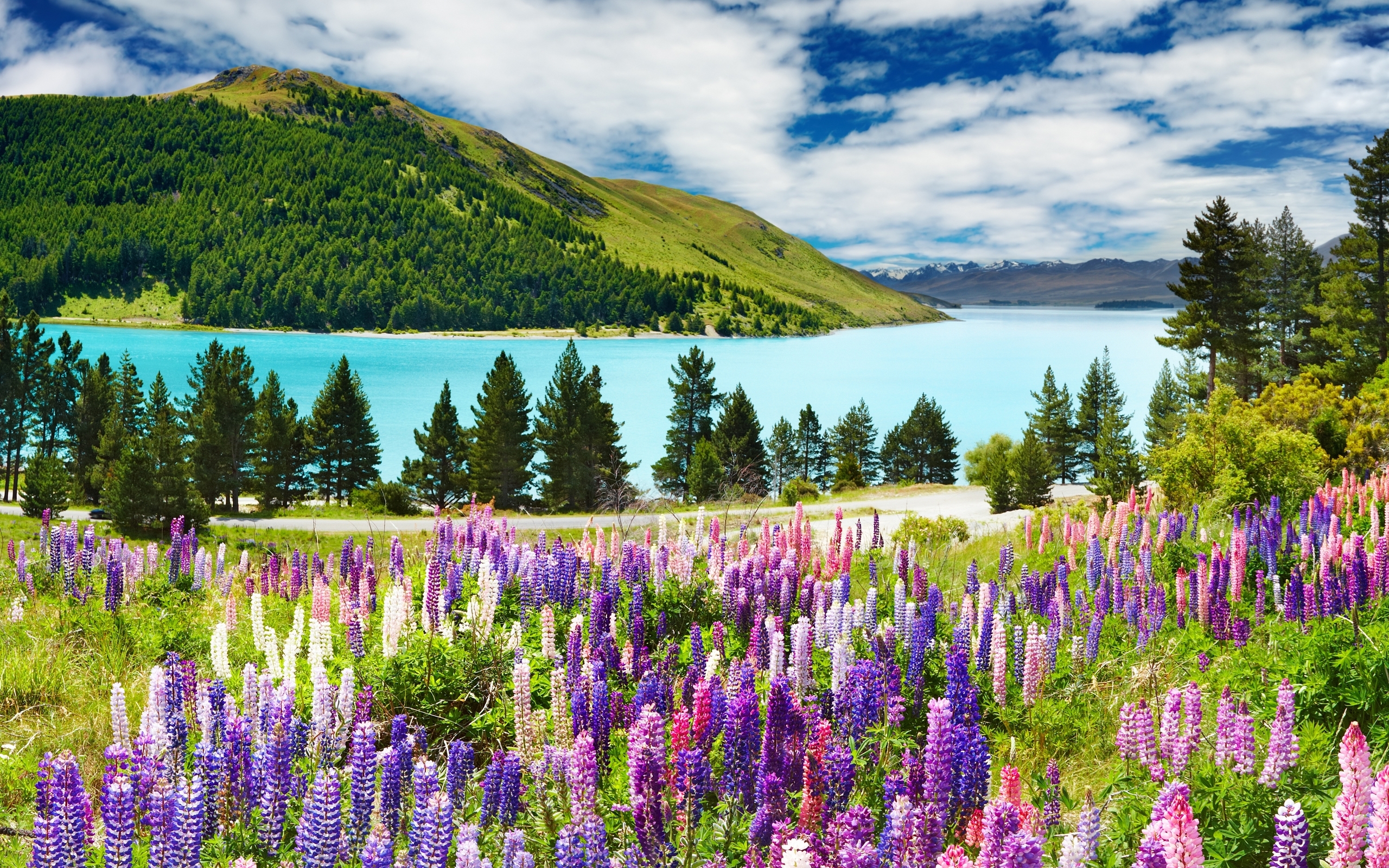 landscape, nature, mountains, plants