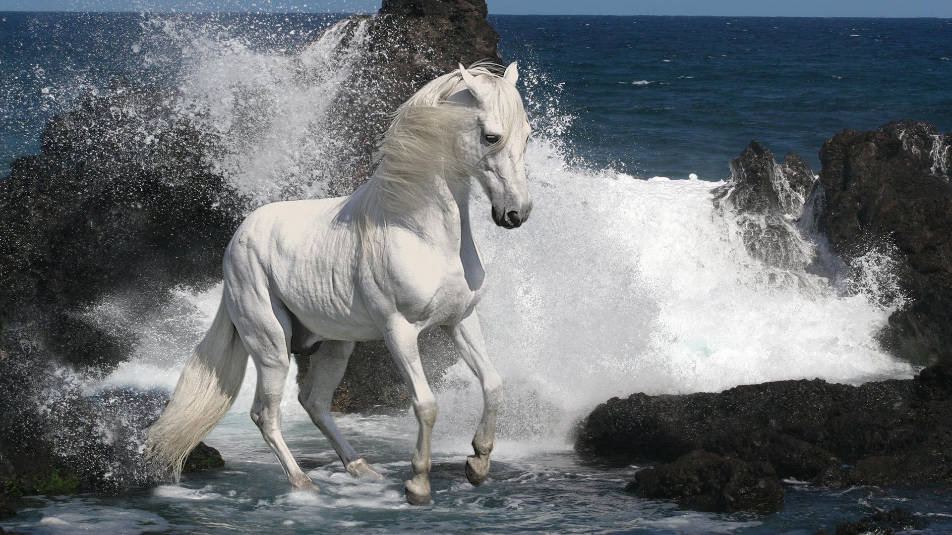 61370 télécharger l'image animaux, vaporisateur, noyaux, mer, pulvériser, cheval - fonds d'écran et économiseurs d'écran gratuits