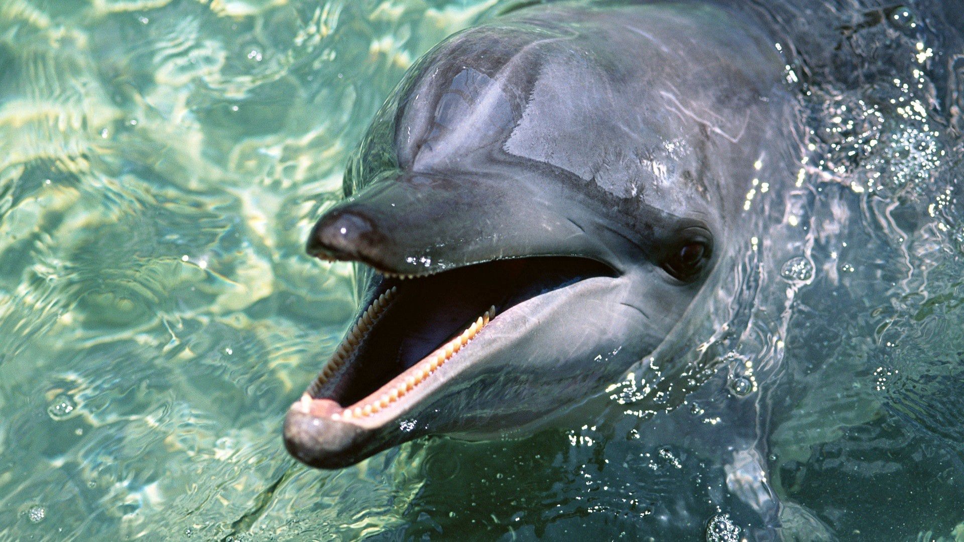 60309 télécharger l'image eau, animaux, dauphin, dents, dent - fonds d'écran et économiseurs d'écran gratuits