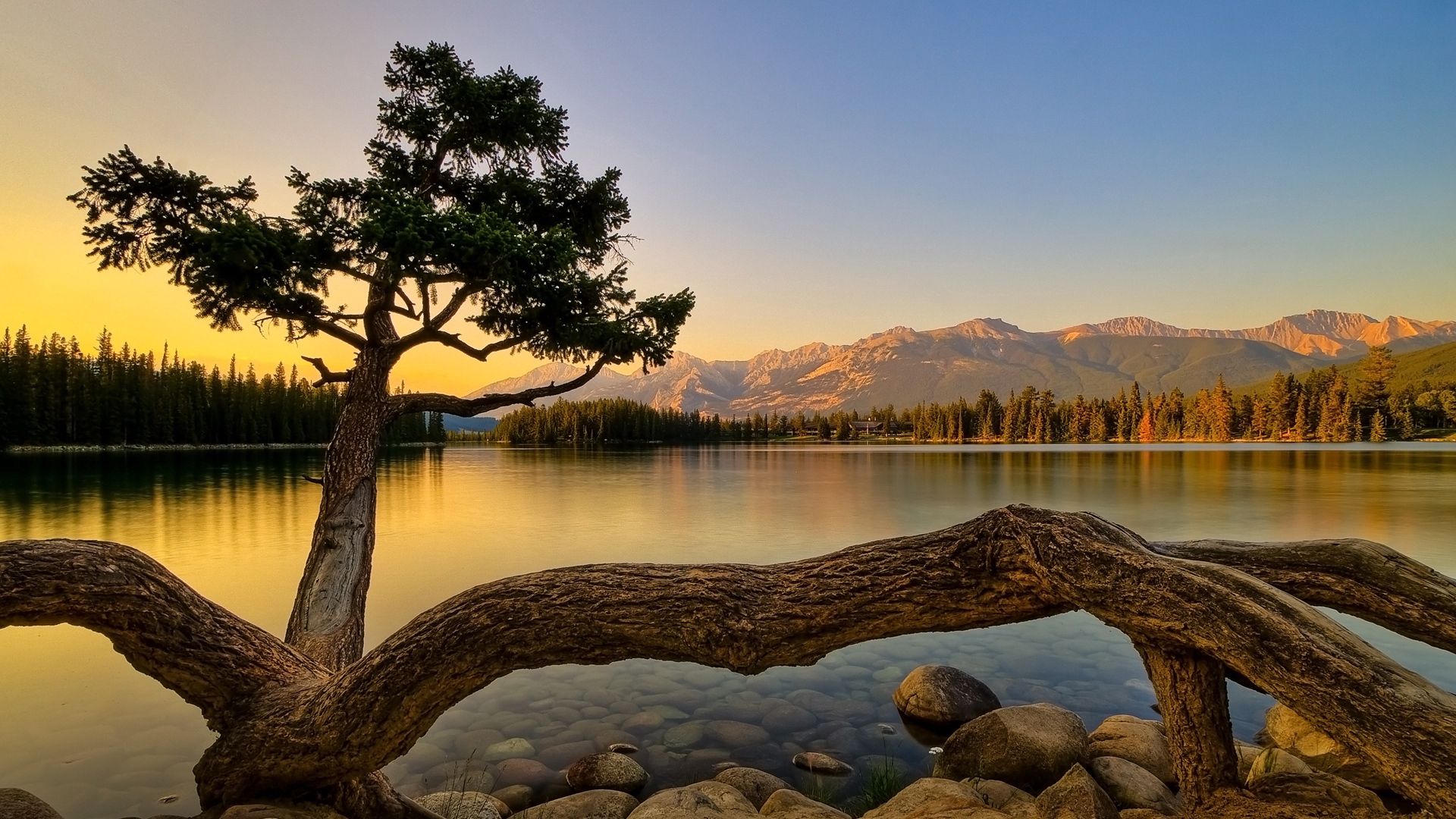 107509 télécharger l'image noyaux, nature, coucher de soleil, lac, bois, arbre, soir, les troncs, slip, les racines, légume, journaux - fonds d'écran et économiseurs d'écran gratuits