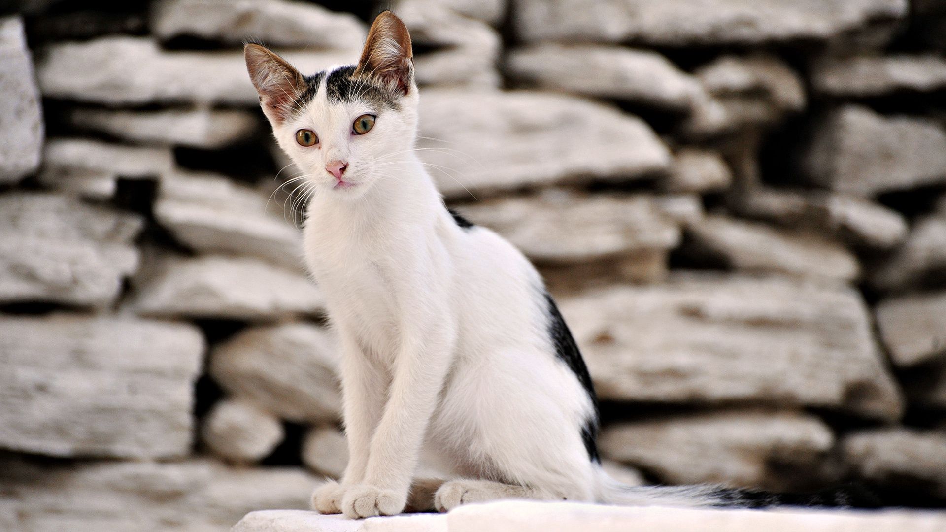 Télécharger des fonds d'écran Chaton HD