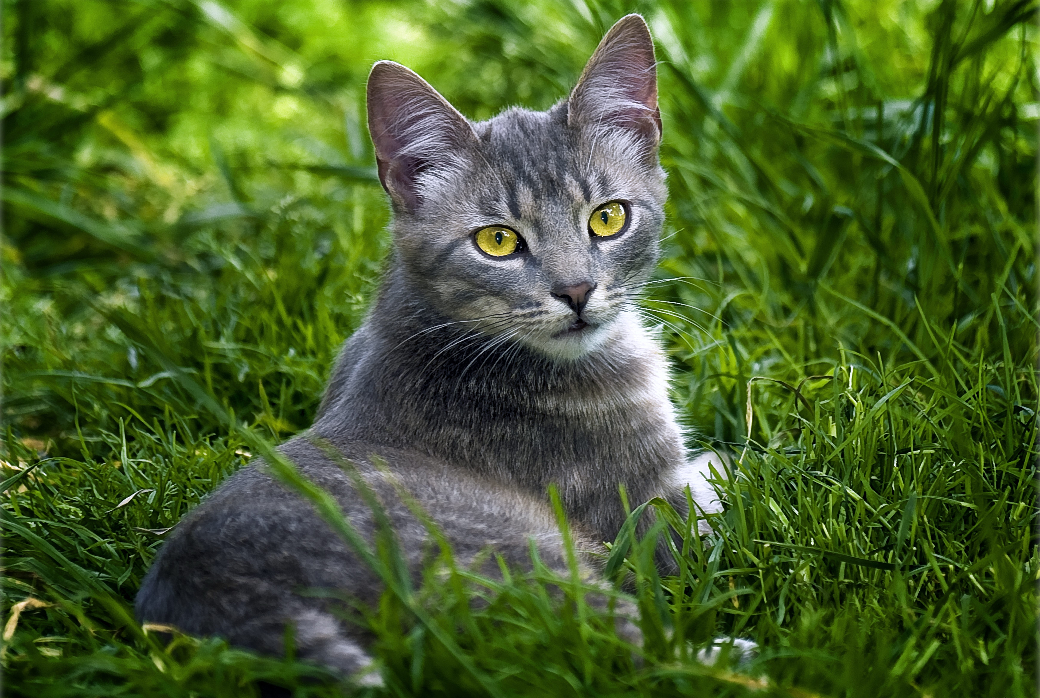 79241 télécharger le fond d'écran chat, se coucher, animaux, herbe, mensonge, vue, opinion - économiseurs d'écran et images gratuitement