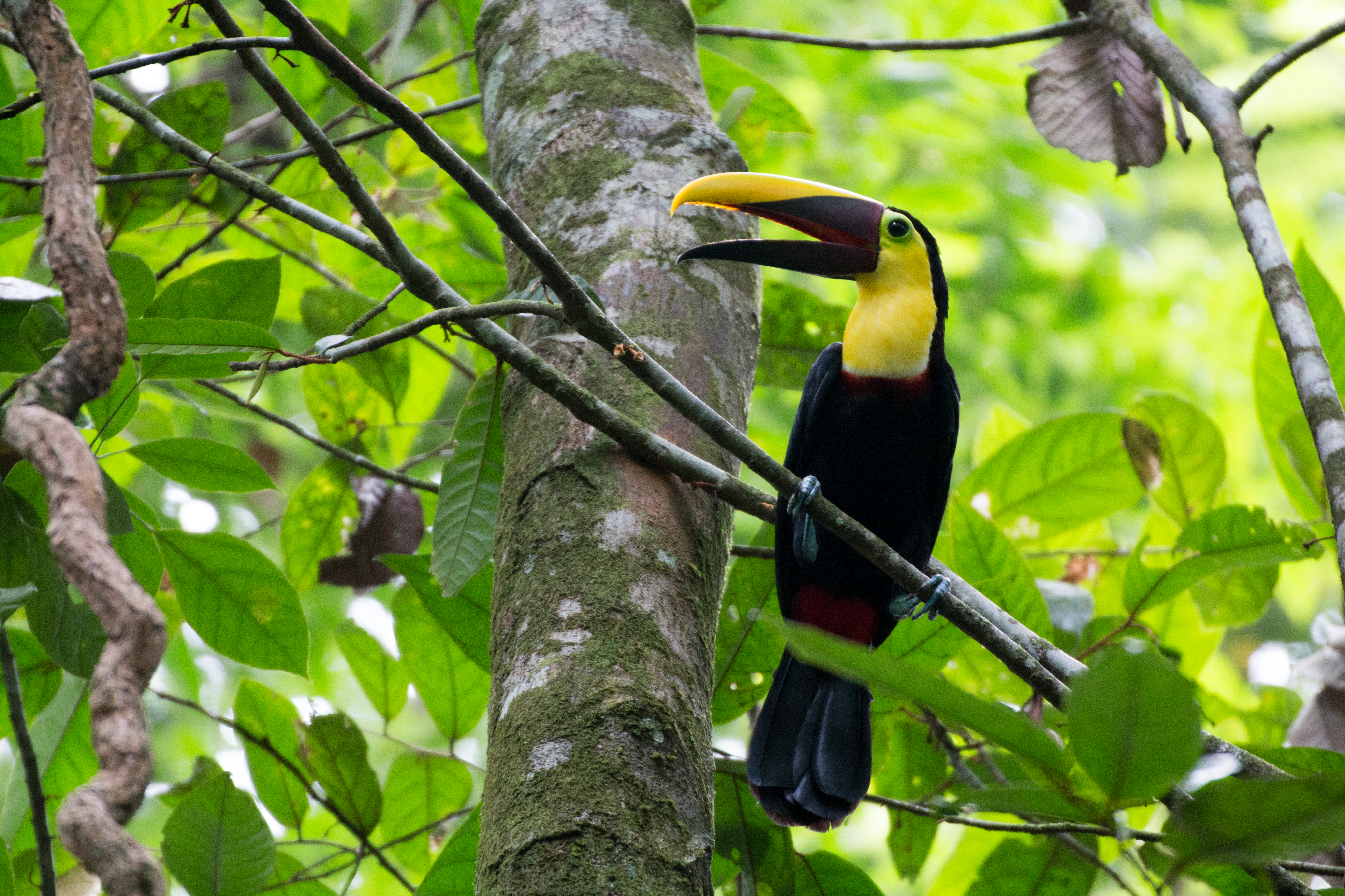 157069 télécharger l'image arbre, animaux, oiseau, bois, le bec, bec, branches, toucan - fonds d'écran et économiseurs d'écran gratuits