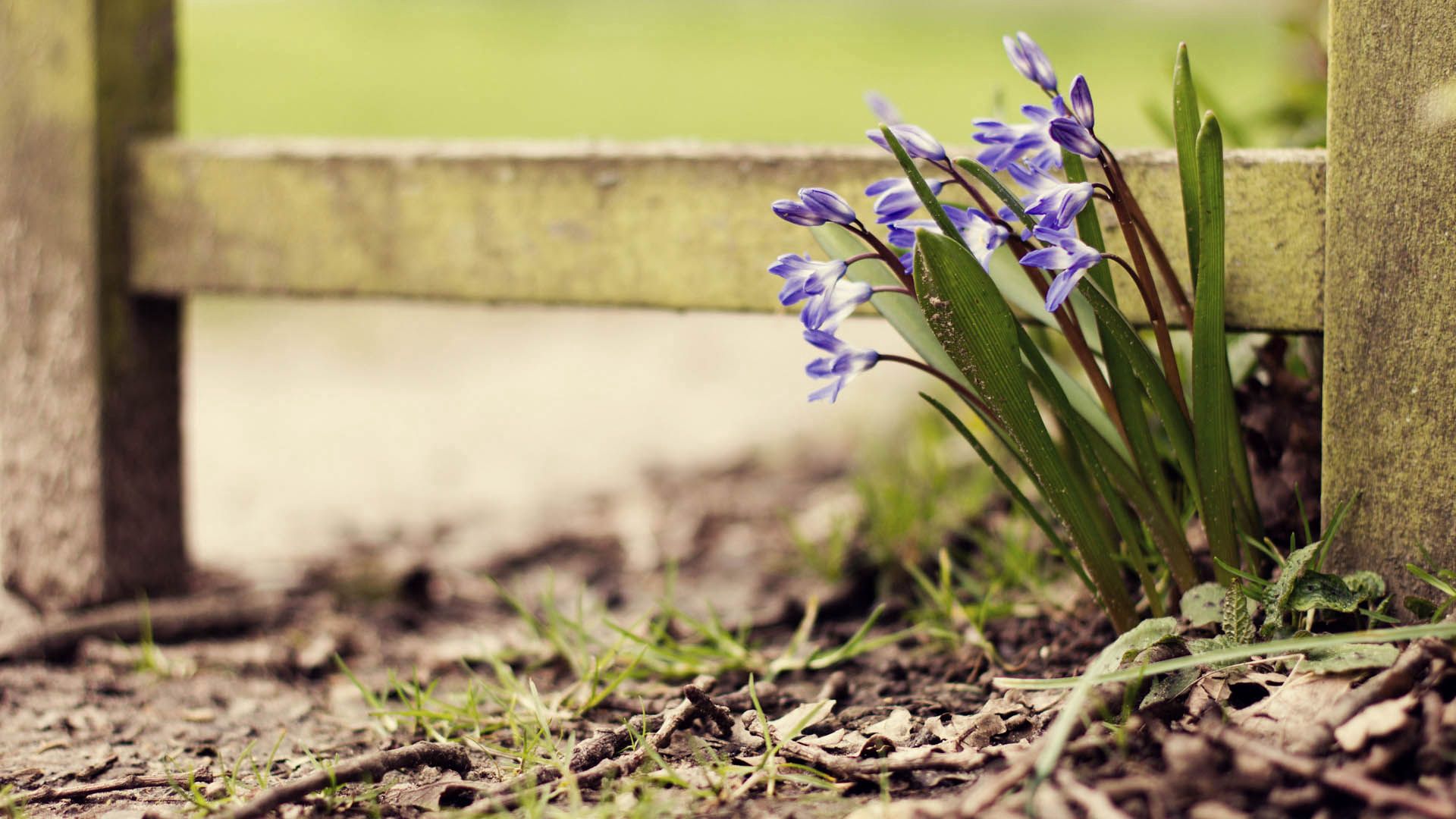 119279 économiseurs d'écran et fonds d'écran Fleurs sur votre téléphone. Téléchargez  images gratuitement