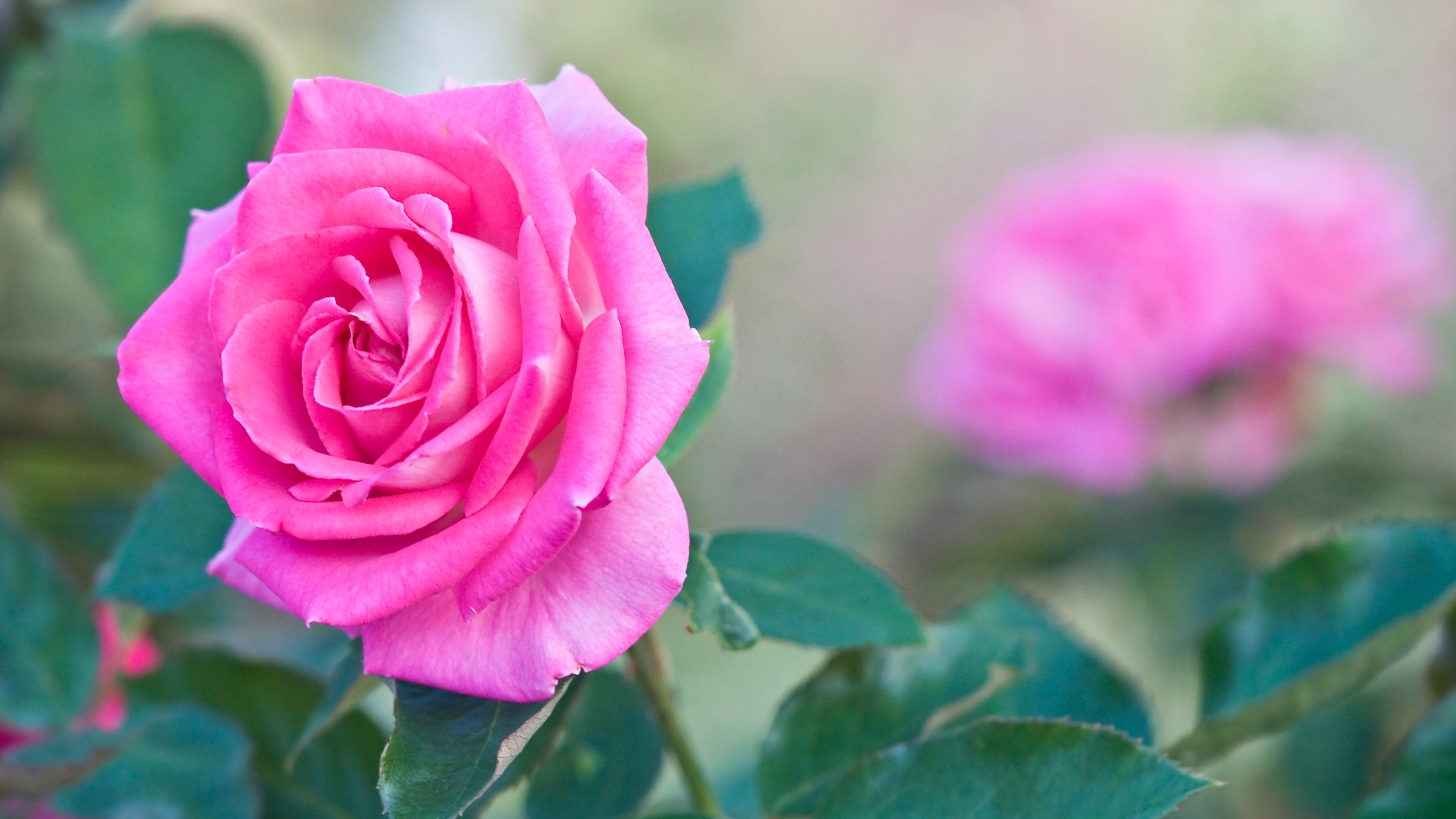 Meilleurs fonds d'écran Fleur Rose pour l'écran du téléphone