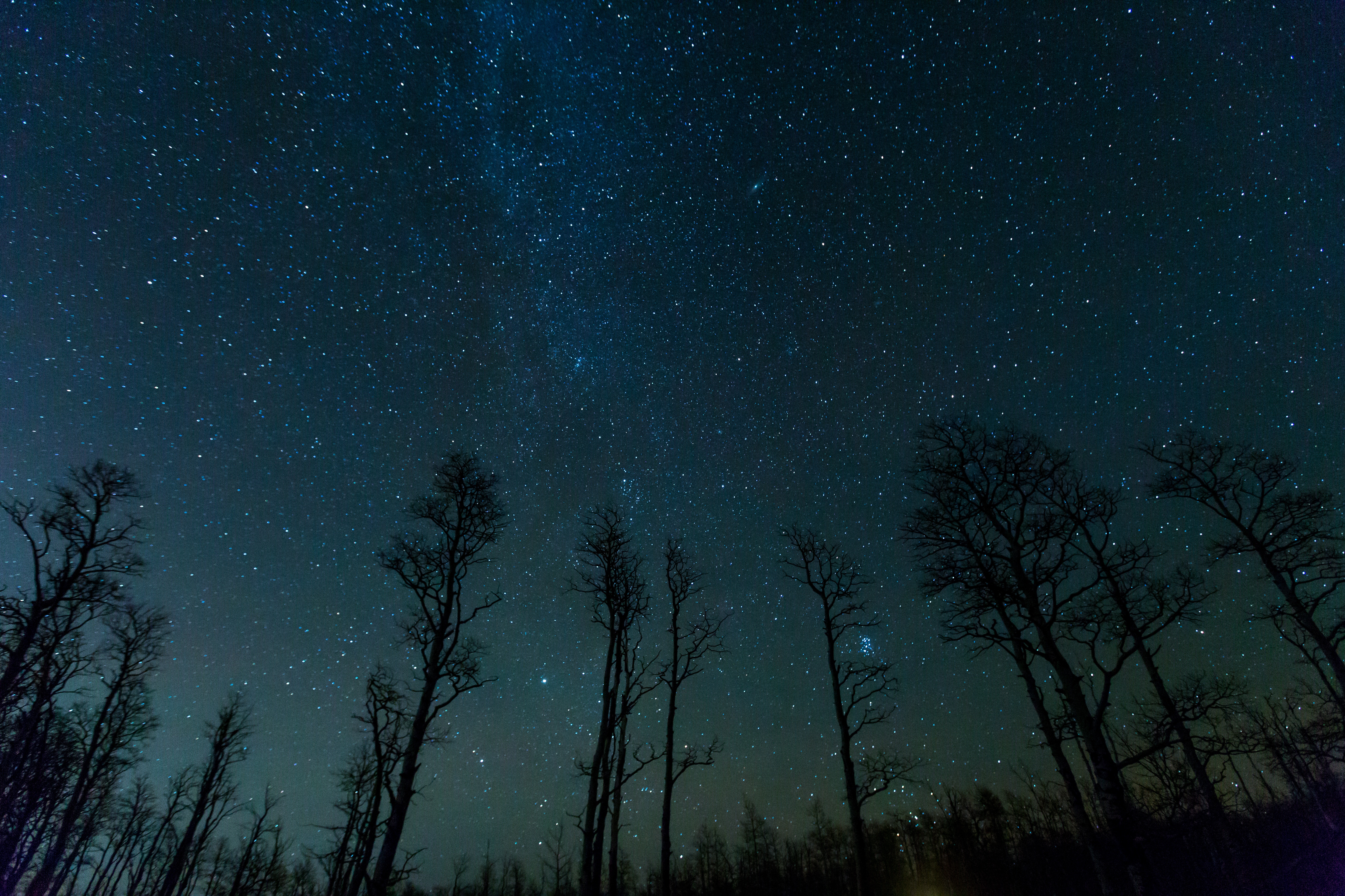 Free HD stars, night, nature, trees, starry sky