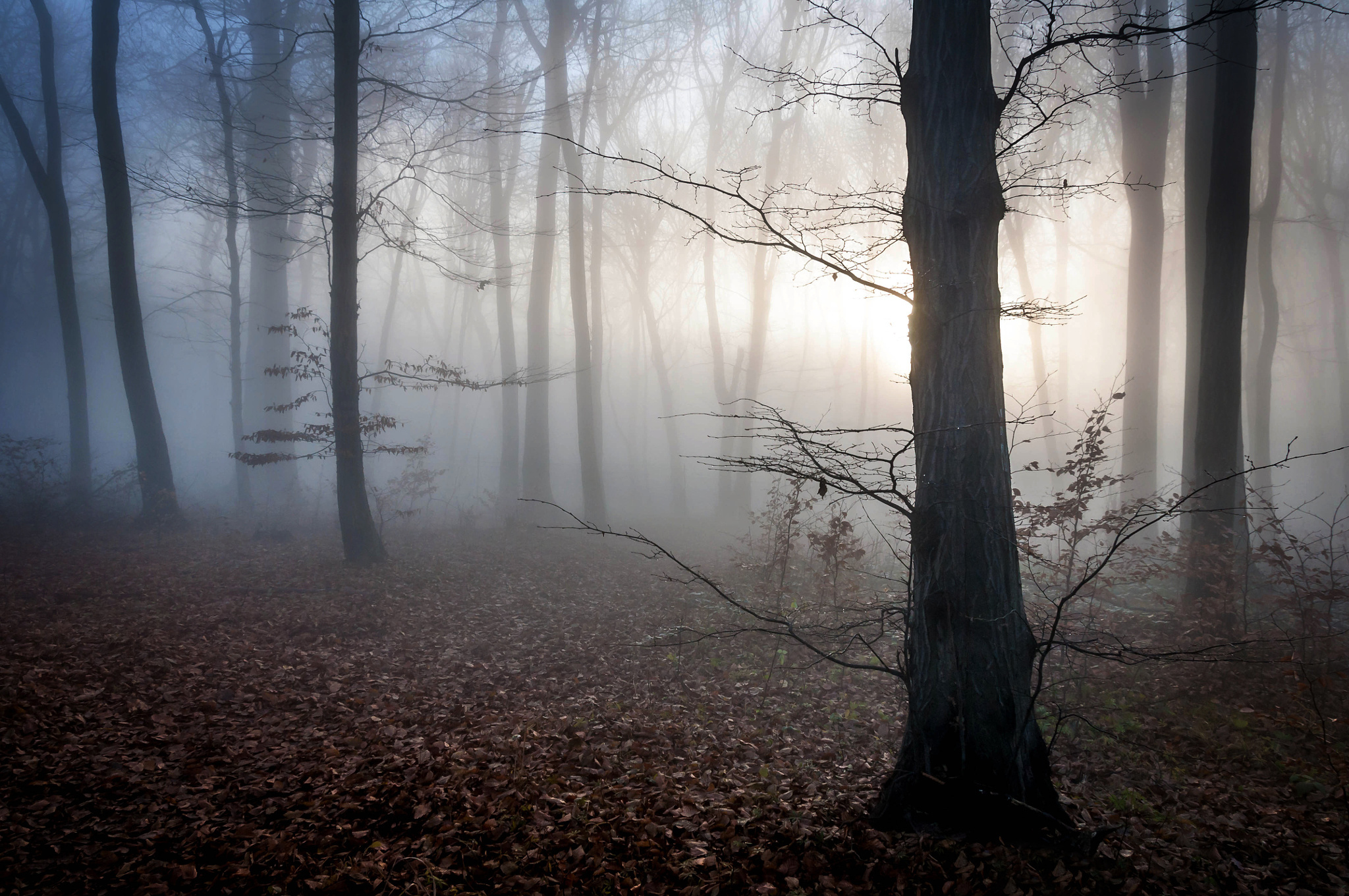 63125 télécharger l'image brouillard, nature, arbres, automne, hongrie - fonds d'écran et économiseurs d'écran gratuits