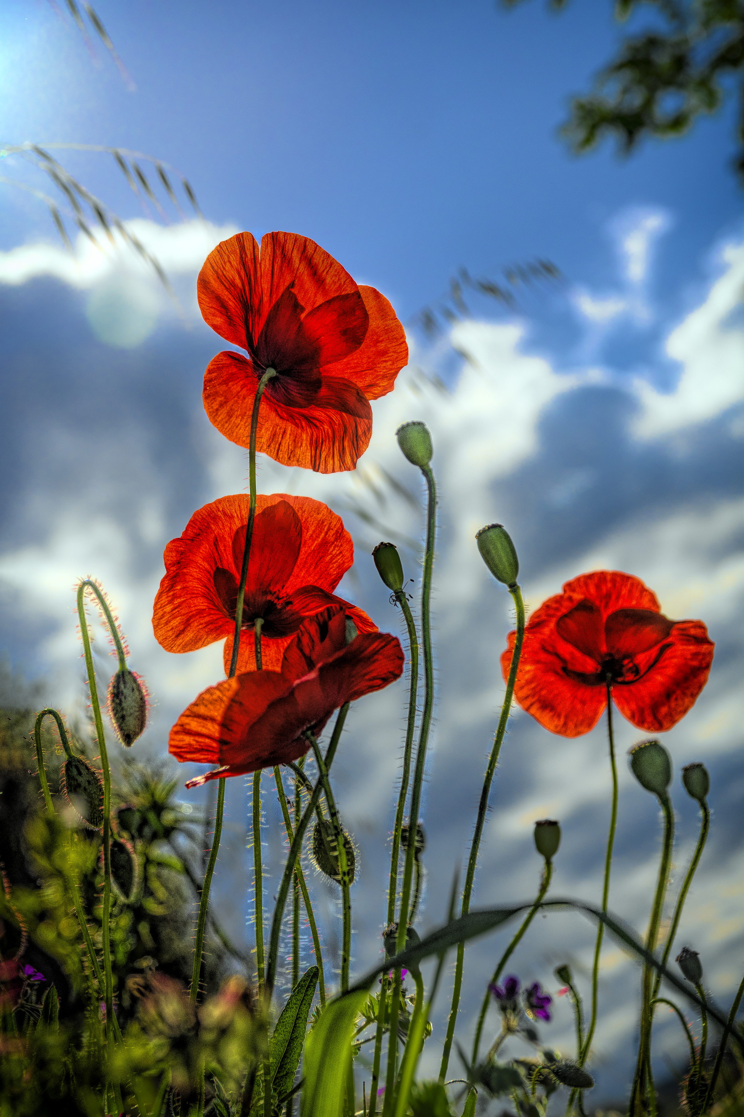 123224 télécharger le fond d'écran coquelicots, fleurs, plante, planter - économiseurs d'écran et images gratuitement