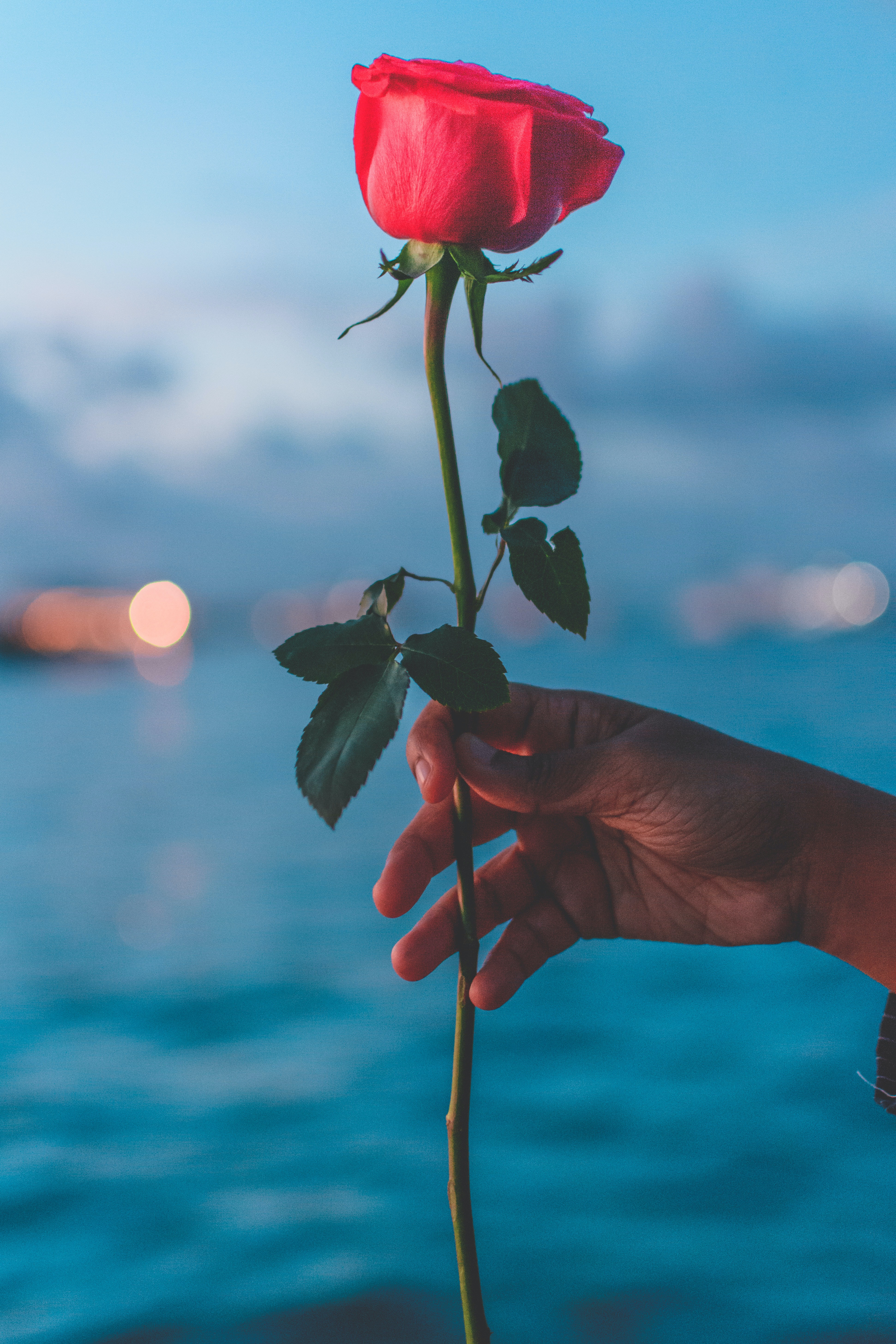 Meilleurs fonds d'écran Une Rose pour l'écran du téléphone