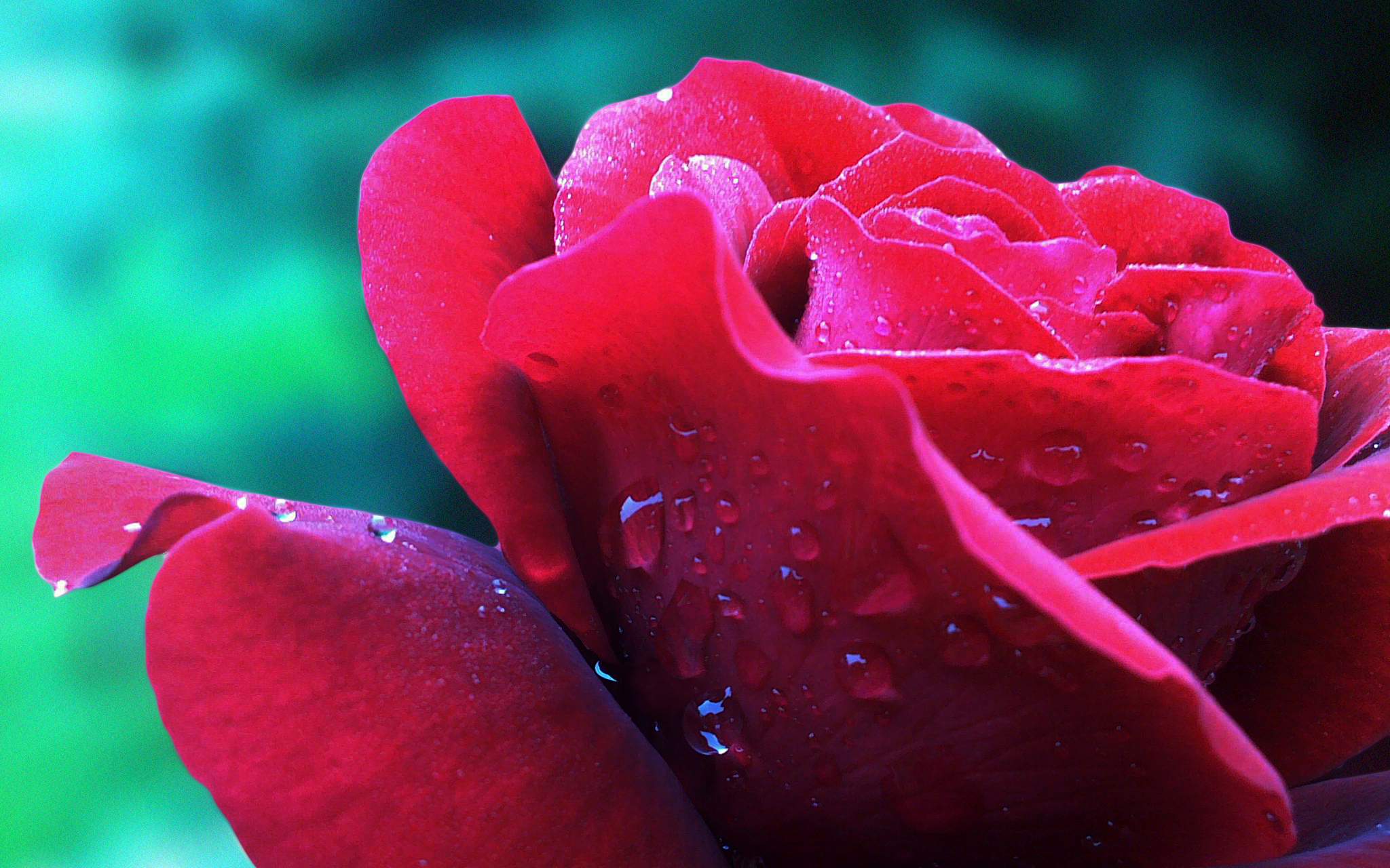 Meilleurs fonds d'écran Fleur Rouge pour l'écran du téléphone