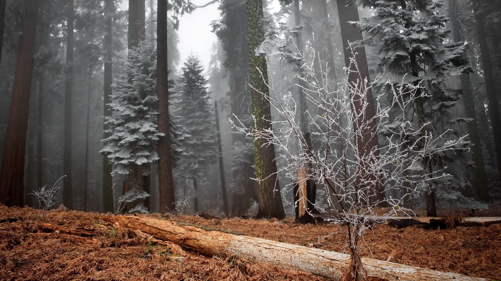 Téléchargez gratuitement l'image Forêt, Arbre, Brouillard, Gel, Terre/nature sur le bureau de votre PC