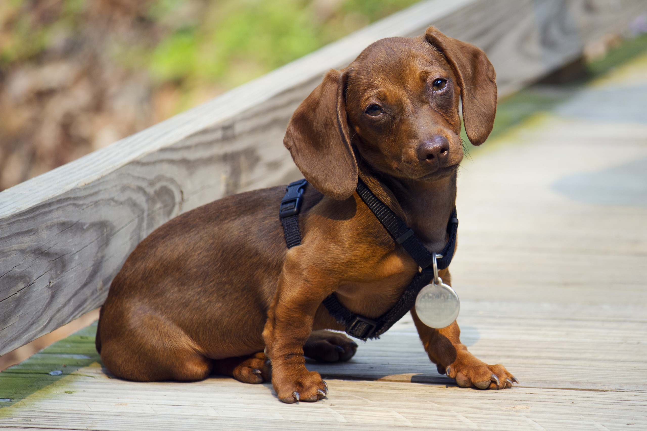 104554 Fondos de pantalla e Dachshund imágenes en el escritorio. Descarga protectores de pantalla  en tu PC gratis