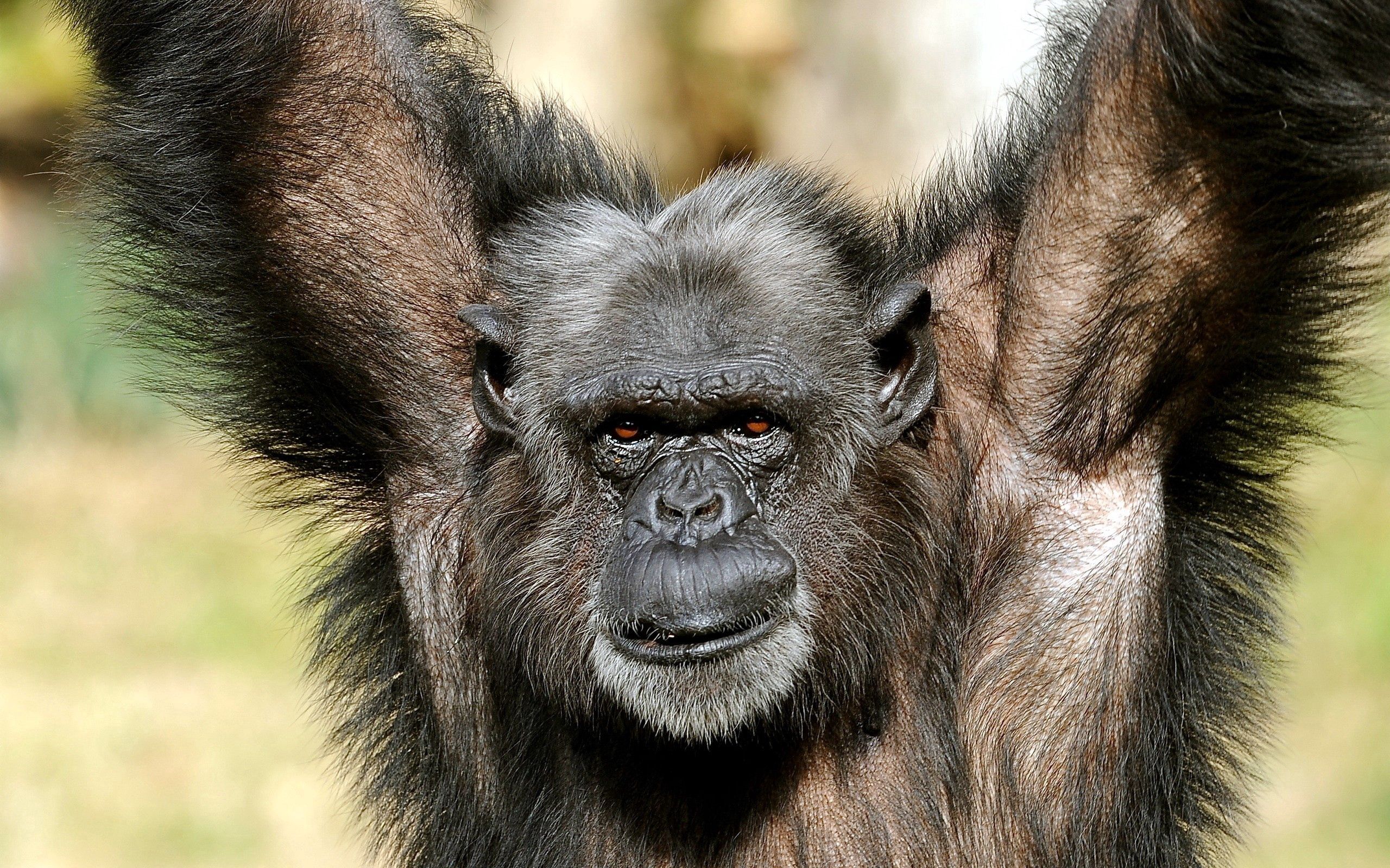 134397 télécharger l'image animaux, sombre, un singe, singe, pattes, poilu - fonds d'écran et économiseurs d'écran gratuits