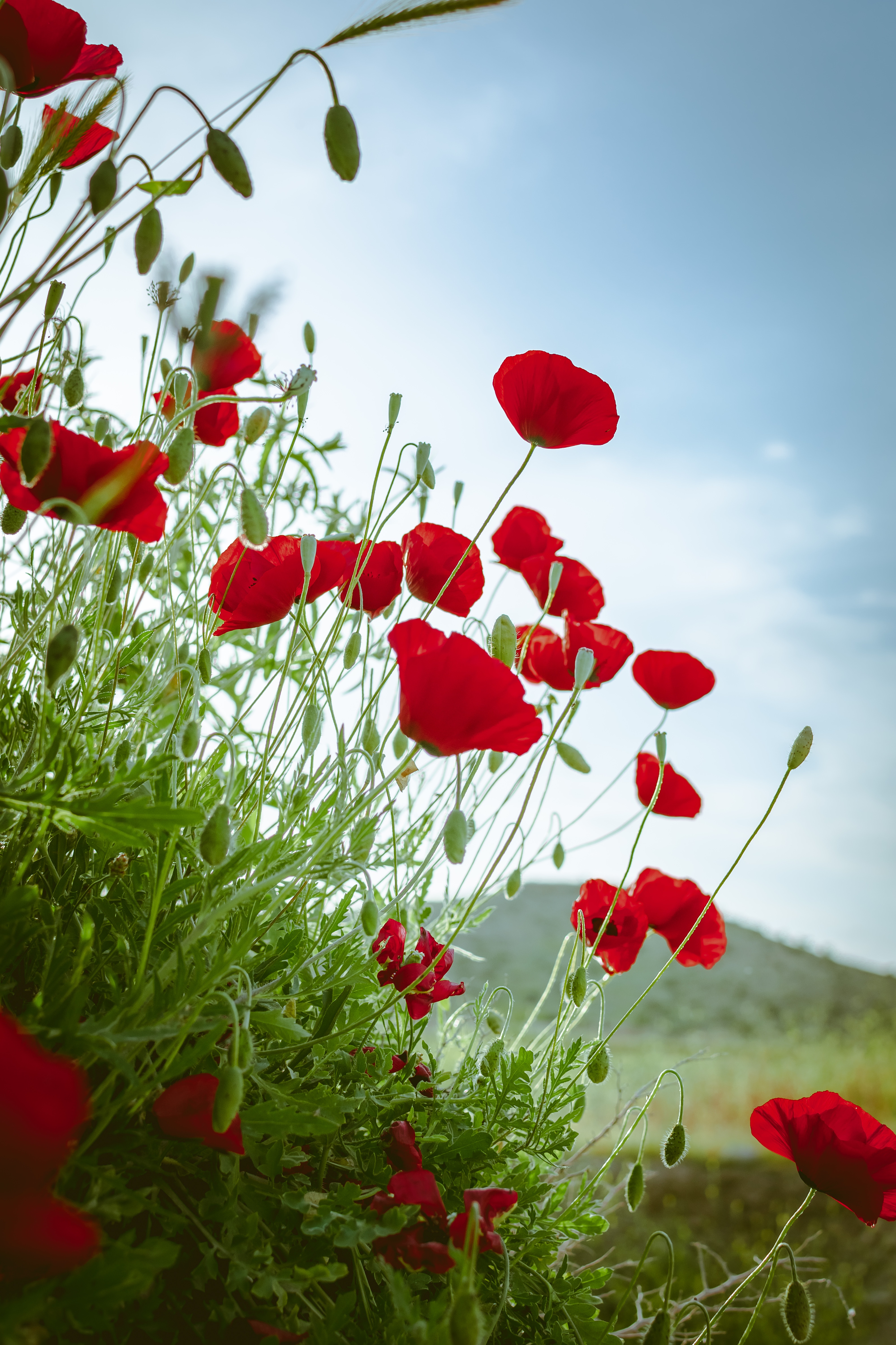 Meilleurs fonds d'écran Coquelicot pour l'écran du téléphone