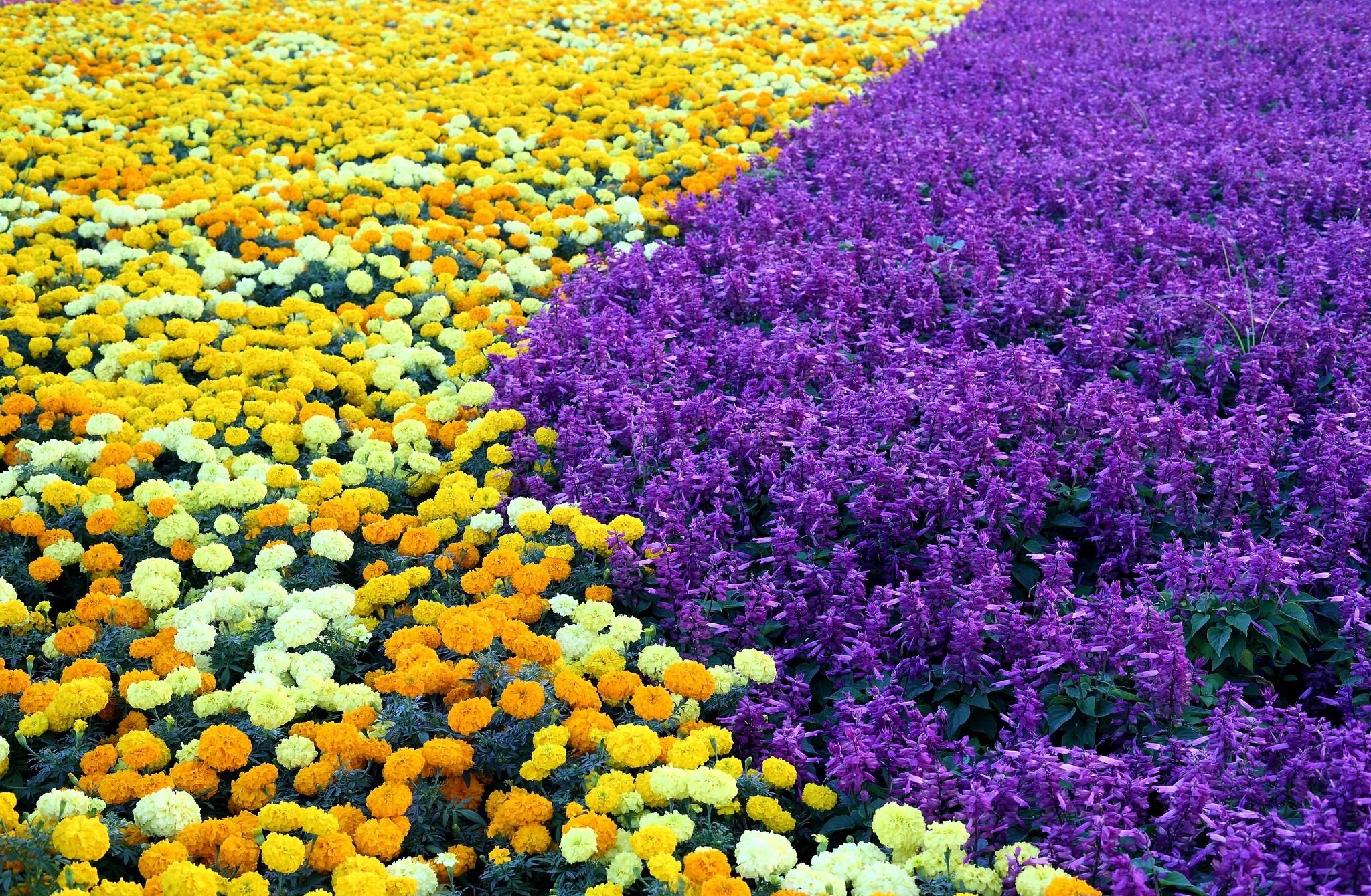 129422 télécharger le fond d'écran parterre, fleurs, schéma, modèle, parterre de fleurs, velours, barhotki |, salvia - économiseurs d'écran et images gratuitement