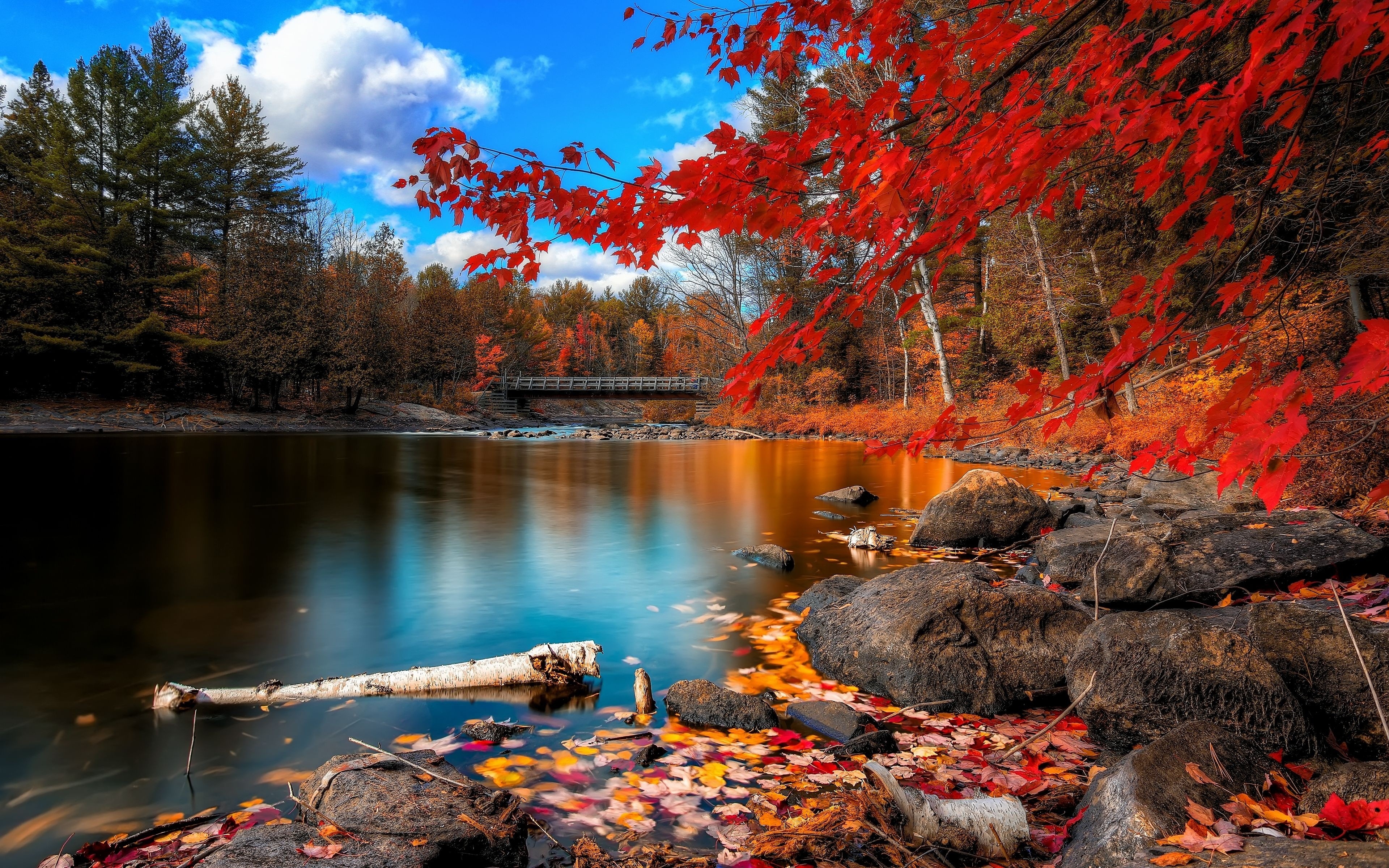 563292 télécharger l'image la nature, terre/nature, automne, feuille, lac, arbre, pont, eau - fonds d'écran et économiseurs d'écran gratuits