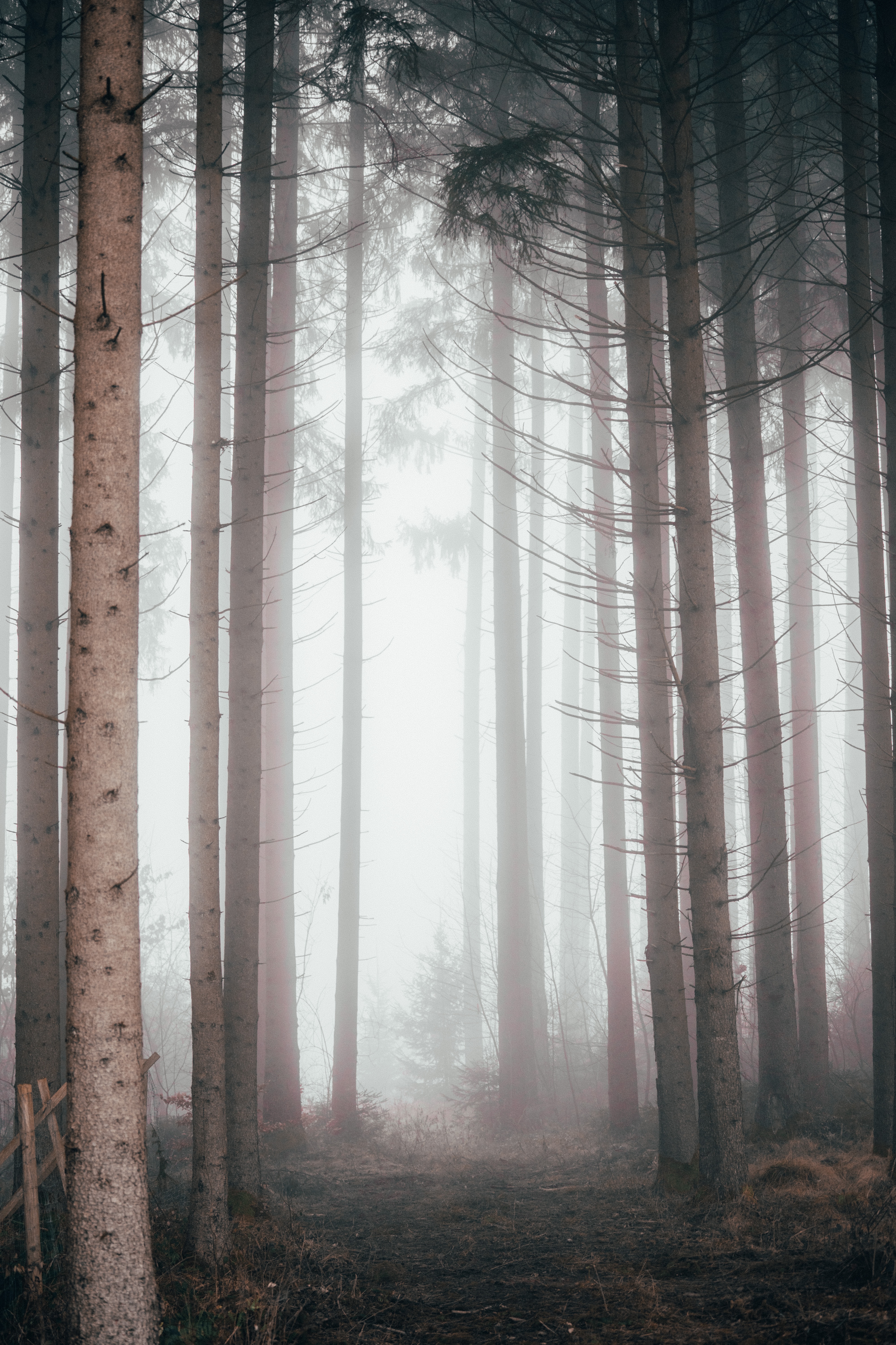 157859 télécharger l'image brouillard, nature, arbres, pin, forêt - fonds d'écran et économiseurs d'écran gratuits