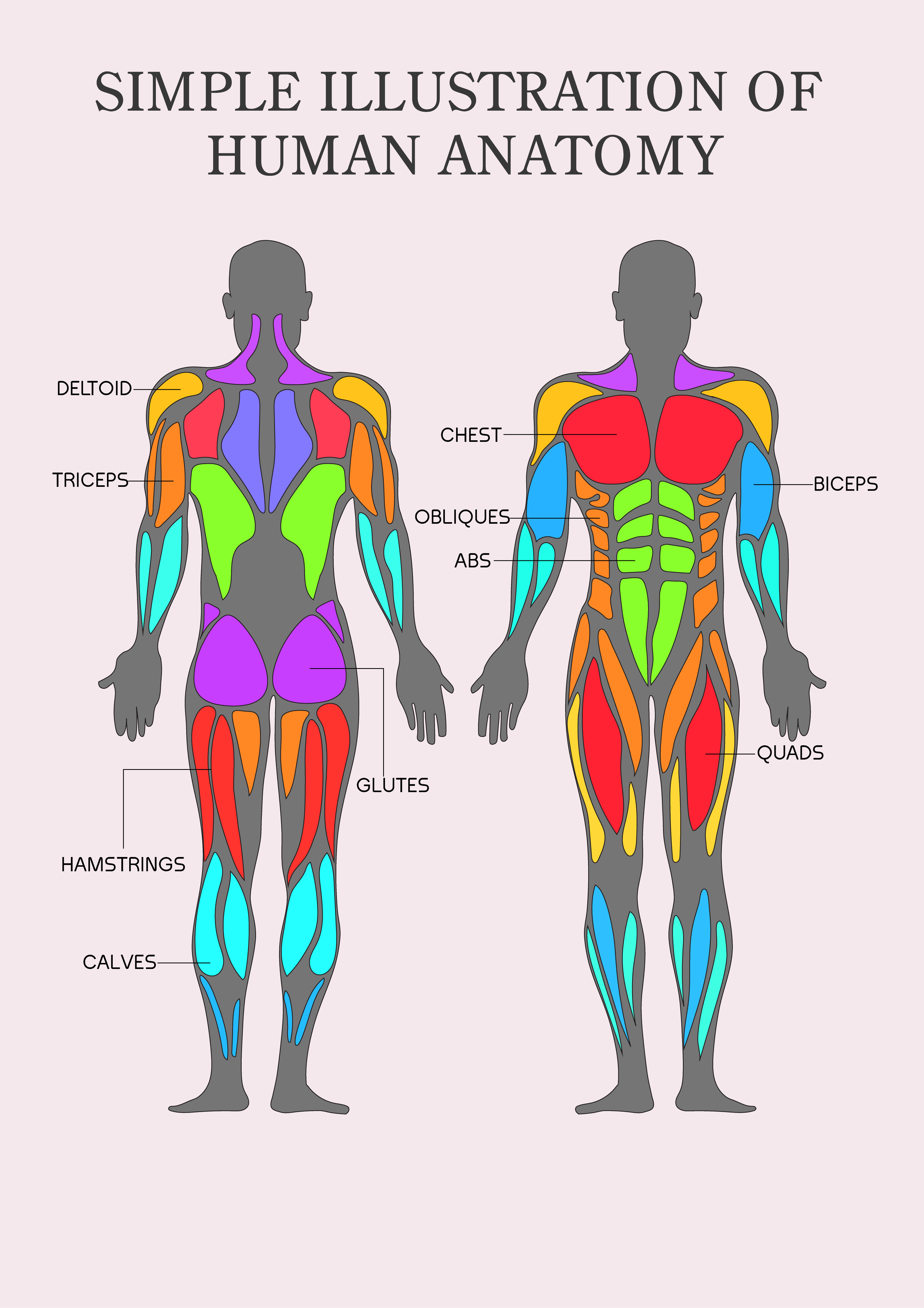 Human Muscles Diagram Muscle Diagram Anatomy System H - vrogue.co