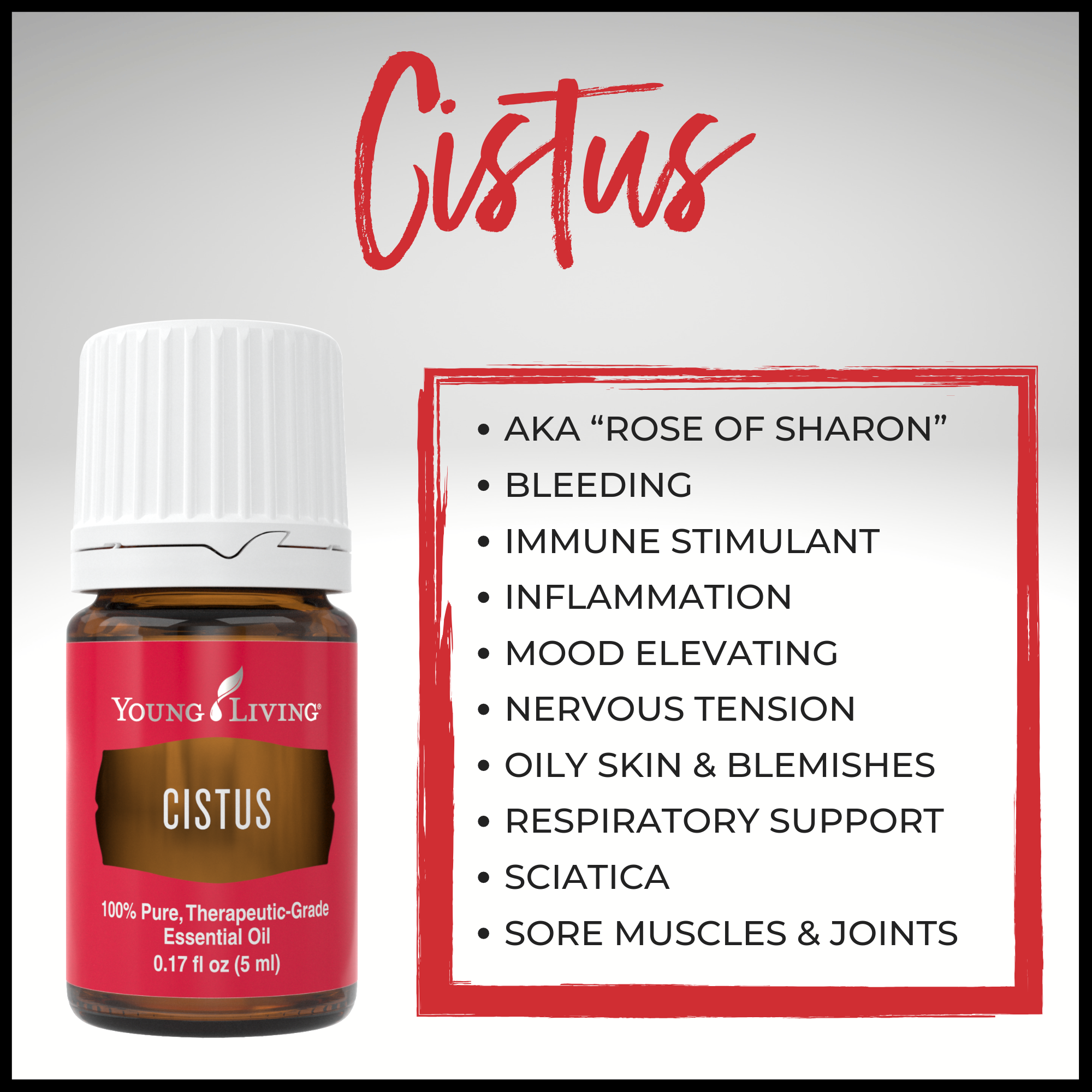 Cistus