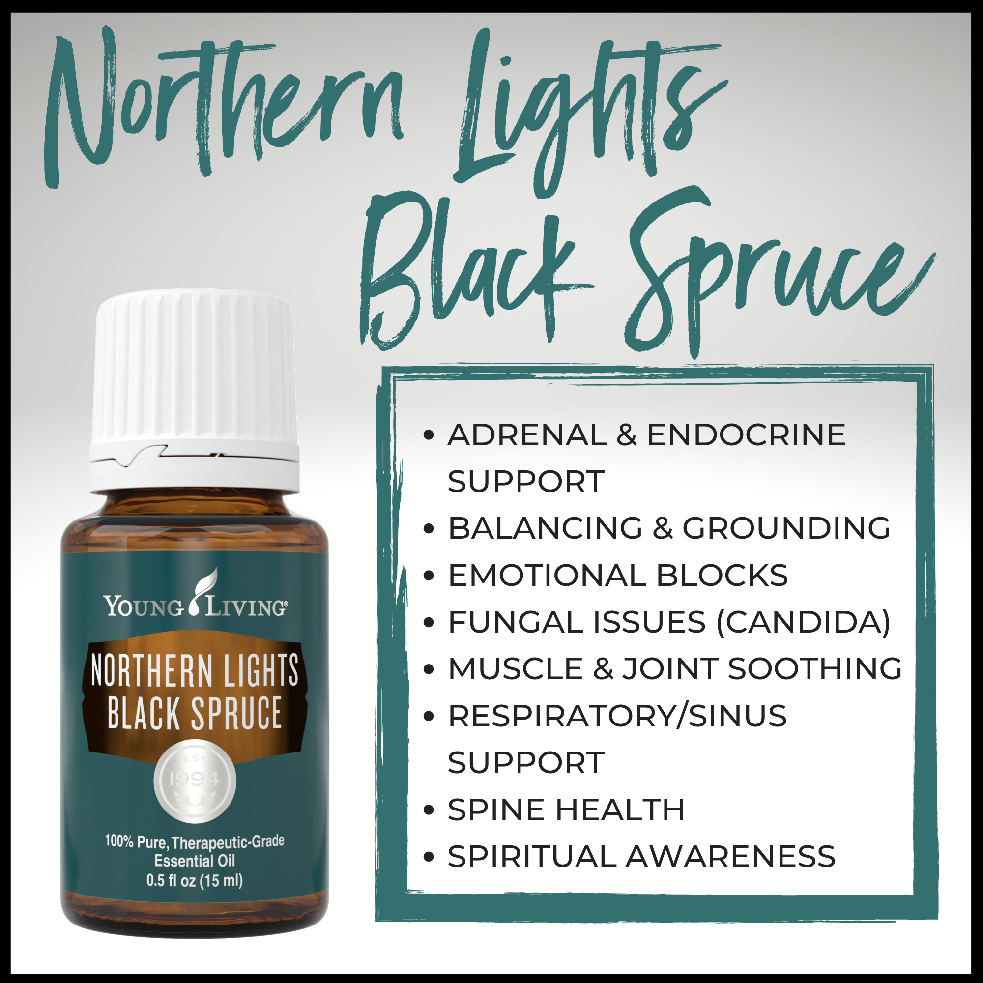 Northern Lights Black Spruce