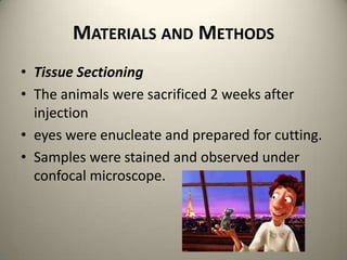 Materials and MethodsTissue SectioningThe animals were sacrificed 2 weeks after injectioneyes were enucleate and prepared for cutting. Samples were stained and observed under confocal microscope. 