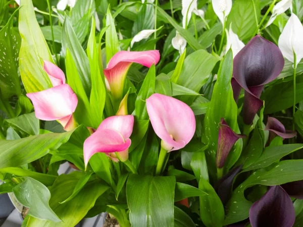 Calla Blume Gartenpflanzen Calla Pflege