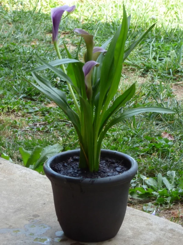 Calla Blume Zimmercalla Calla Pflanze im Topf Pflege