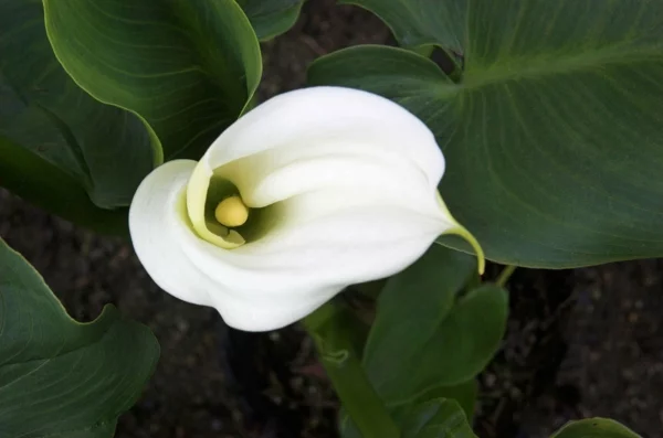 Calla Blume Zimmercalla Calla Pflege Blüte weiß