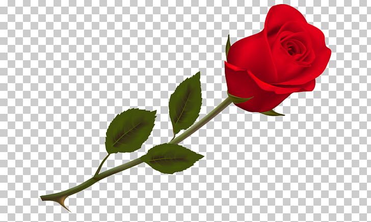 Rose PNG, Clipart, Rose Free PNG Download