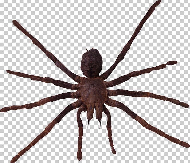 Spider PNG, Clipart, Spider Free PNG Download