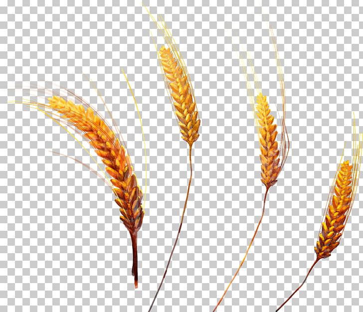 Wheat PNG, Clipart, Wheat Free PNG Download