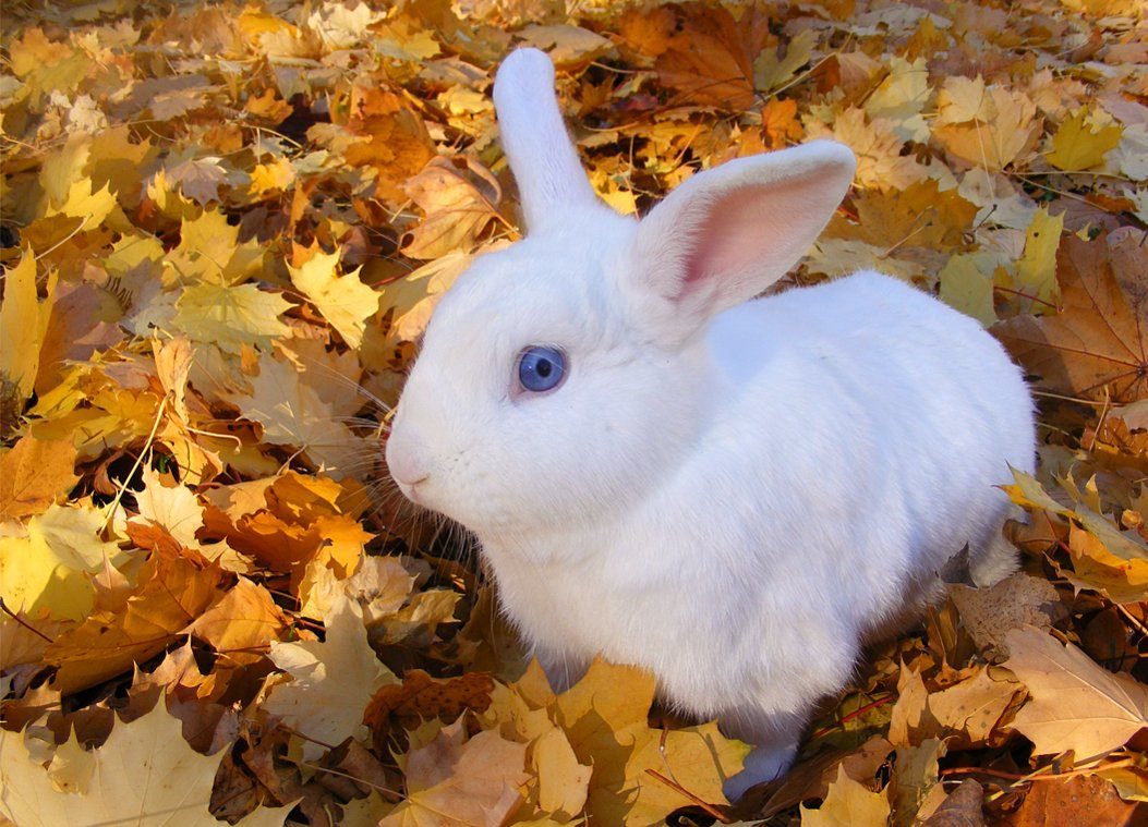 Conejo blanco entre las flores