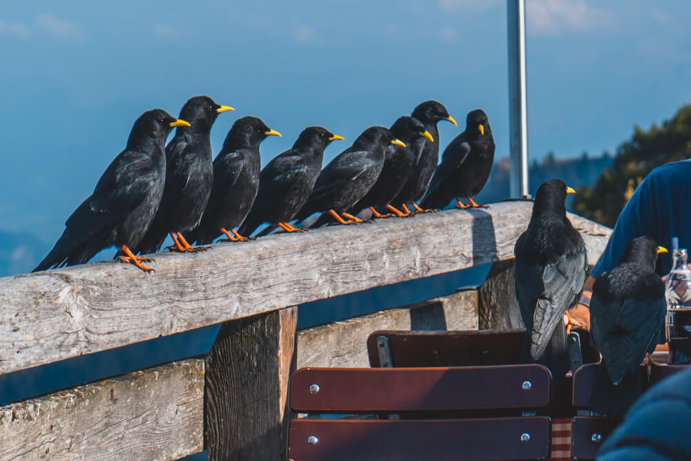 Crows at the Eagle's Nest in Berchtesgaden, Germany