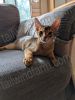 Abyssinian kittens