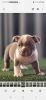 American Bully Puppy