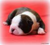 Beautiful, Happy AKC Boston Terrier Pups