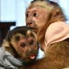 Two very healthy and pretty young babies Capuchin Monkeys