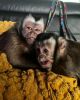 Lively healthy Capuchin Monkeys for sale