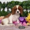 Cavalier King Charles Spaniel Puppies