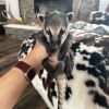 coatimundi for sale