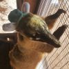 Male and female Coatimundi for sale