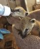 Coatimundi baby