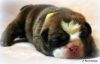 Beautiful, Healthy AKC English Bulldog Puppies