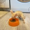 Fennec Fox for Sale